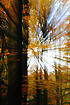 Autumn Beech forest