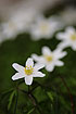 A row of blooming Wood Anemones