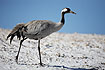 Common Crane on snow in early april at Lake Hornborga