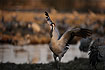 Common Crane stretches its wings