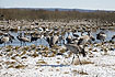 Common Cranes at Lake Hornborga in early april