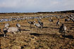 Lots of cranes at Lake Hornborga in april