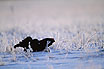 Black Grouse in the frozen sunrise