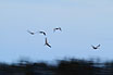 Artistic image of Common Cranes in flight. A slow shutter time has been used to show the bird`s movements.