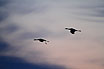 Common Cranes against the sunrise