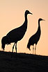 Common Cranes silhuetted against the evening sky