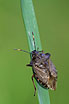The shieldbug species Troilus luridus