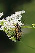 Foto af Sydlig Blomsterbuk (Leptura maculata). Fotograf: 