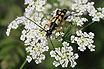 Photo ofLonghorn beetle (Leptura maculata). Photographer: 