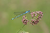 Photo ofCommon Blue Damselfly (Enallagma cyathigerum). Photographer: 