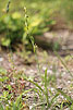 Wilted Fly Orchid