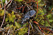 The ground beetle Blethisa multipunctata