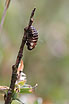 Chrysomela collaris chrysalis