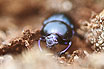 The dor beetle species Trypocopris vernalis