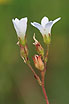 Blooming Meadow Saxifrage