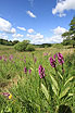Western Marsh-orchid in it`s environment