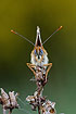 Foto af Okkergul Pletvinge (Melitaea cinxia). Fotograf: 