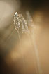 Photo ofSweet Vernal grass (Anthoxanthum odoratum). Photographer: 