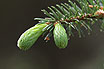 Photo ofSitka spruce (Picea sitchensis). Photographer: 