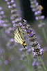 Backlit Scarce Swallowtail on lavendars