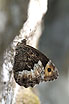 Photo ofWoodland Grayling (Hipparchia fagi). Photographer: 