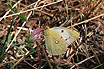 Berger`s clouded yellow