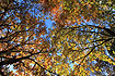 Autumncoloured tree tops