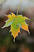 Photo ofJapanese Maple (Acer palmatum). Photographer: 