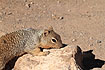 Foto af Rockey Mountain Egern (Spermophilus variegatus). Fotograf: 