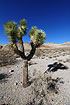 Foto af Joshuatr (Yucca brevifolia). Fotograf: 