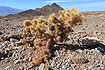 Teddy-Bear Cholla in its environment in the Mojave Desert