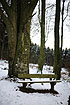 An empty bench and carvings in the tree; all in the snow-clad forest