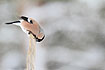 Bullfinch and snow