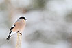 Bullfinch and snow