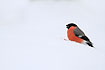 Bullfinch in the snow