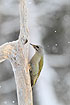 Photo ofGrey-headed Woodpecker (Picus canus). Photographer: 