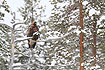 Golden Eagle monitoring the surroundings from the trees.