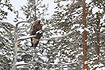 Golden Eagle in the trees
