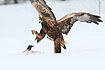 Golden Eagle in the snow