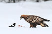 Golden Eagle in the snow
