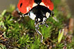 7-Spot Ladybird closeup