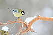 Great Tit on Scots Pine branch