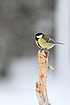 Great Tit in the snow