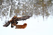 Golden Eagle attacking Red Fox (motion blur)