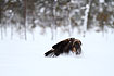 Golden Eagle plows through the snow