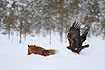 Golden Eagle flies off while the fox is watching it