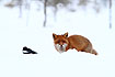 Red Fox in the snow (and Magpie)