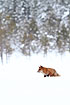 Fox in the snow-clad landscape