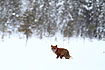 Fox in the snow-clad landscape