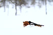 Photo ofRed Fox (Vulpes vulpes). Photographer: 